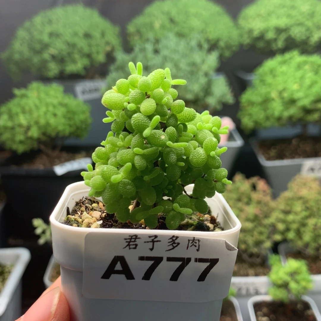 777蜜橘。