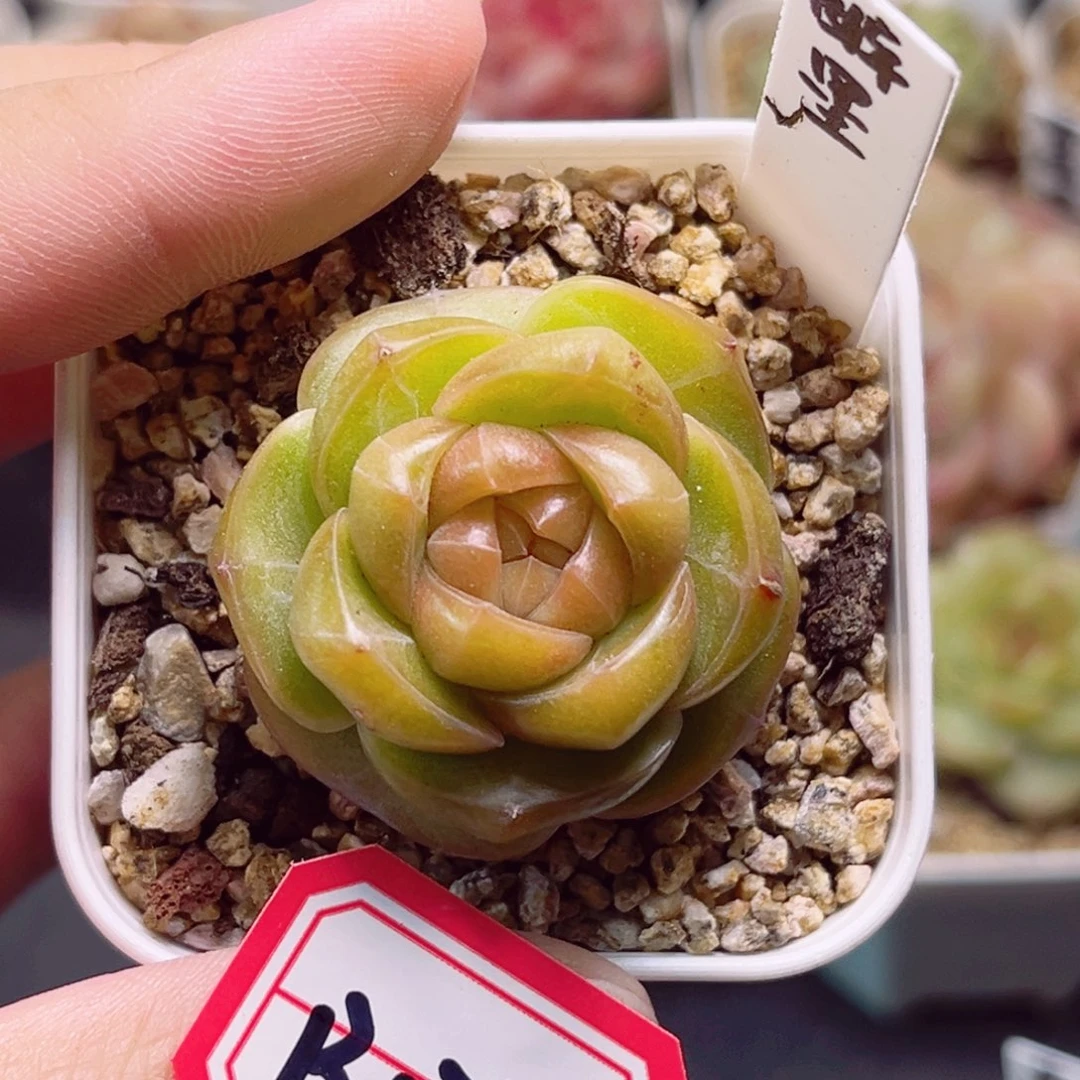 B177 一物一拍 醉墨