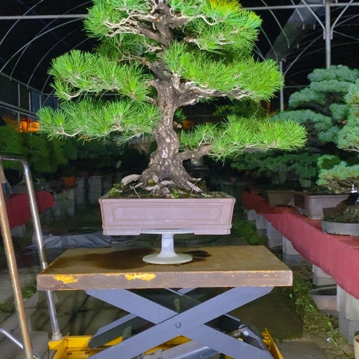 无花朵D****3不开花四季常绿的