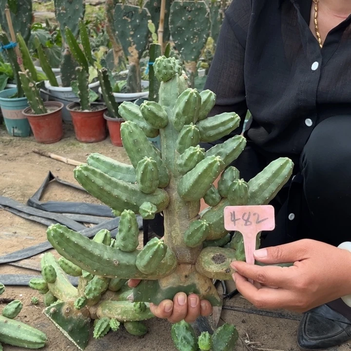 花***痴桃太郎无售后482号