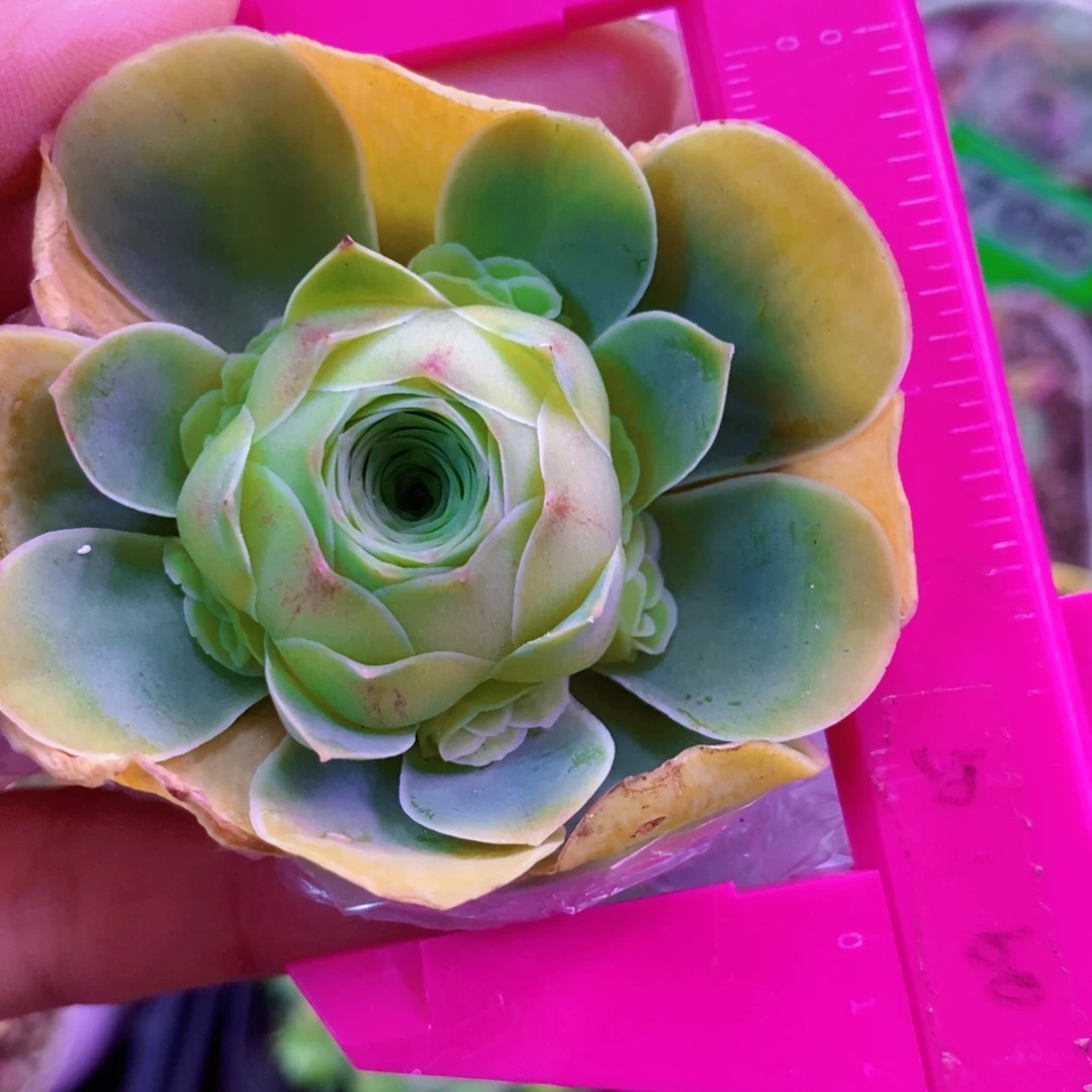 山地玫瑰福利一物一拍559包子手捧