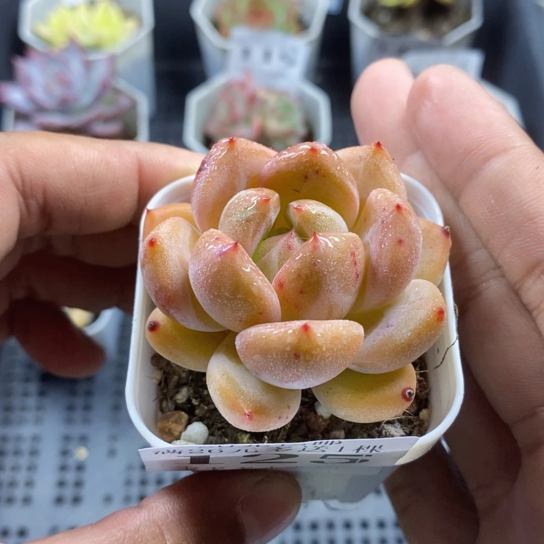 比翼鸟一物一拍满20包邮满26送一颗多肉