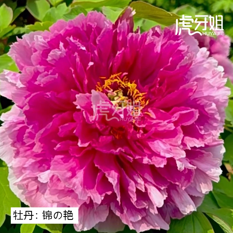 【锦の艳】裸根牡丹包对版-庭院阳台花卉红色边缘粉色重瓣大花