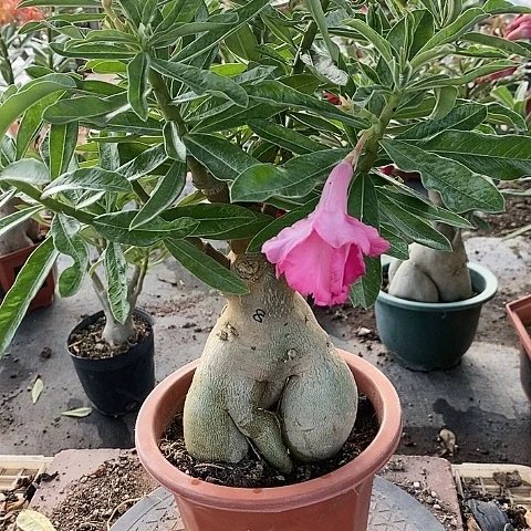 【闪购商品】无花朵飞**?