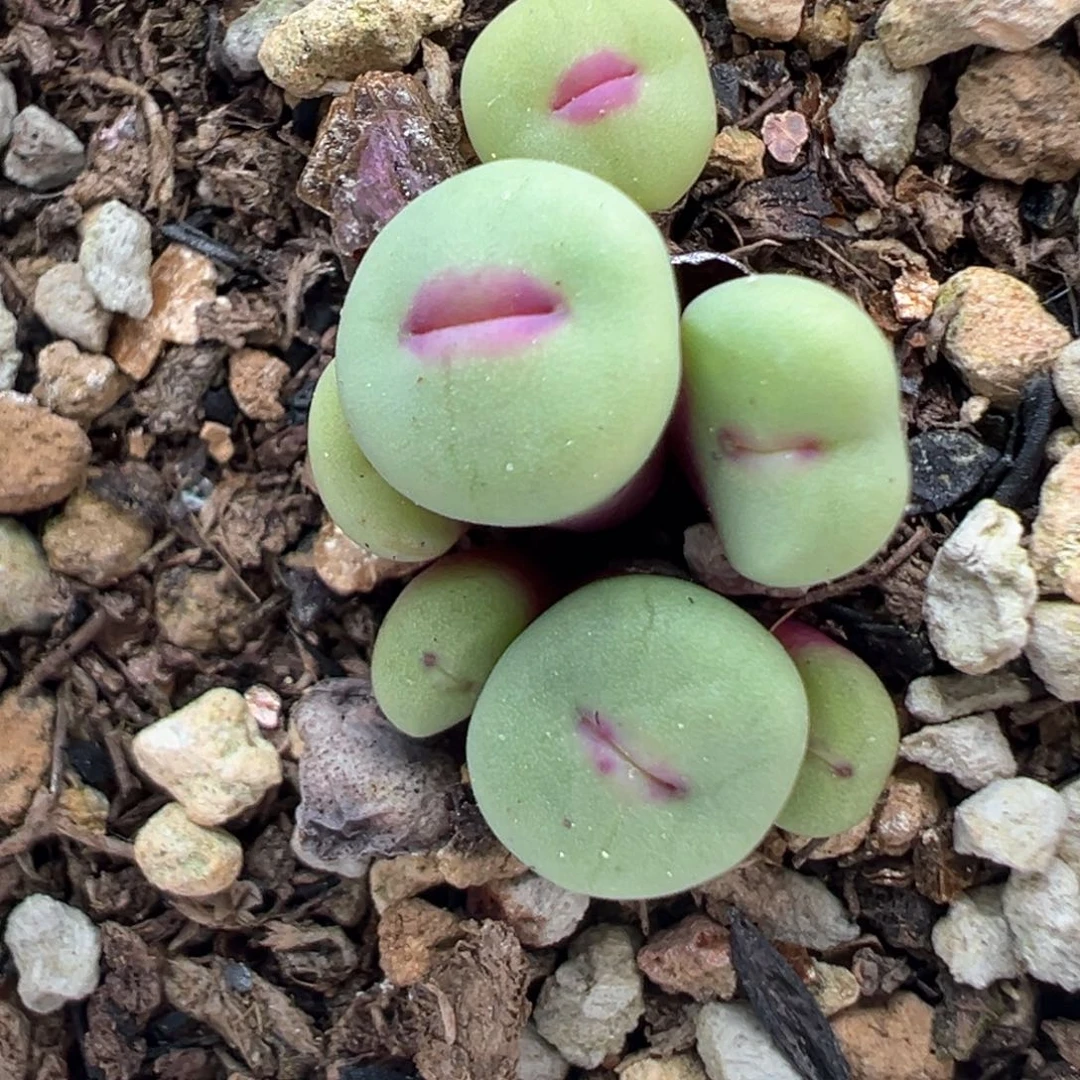 457号开播福利。