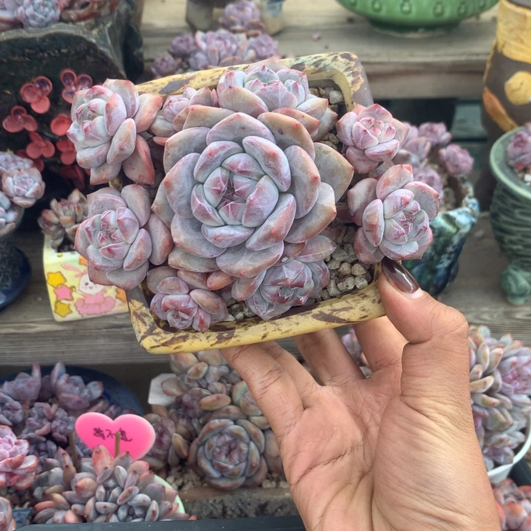 石榴籽无砍花花花花