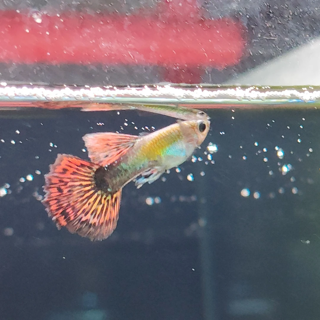 红龙孔雀鱼 淡水可养