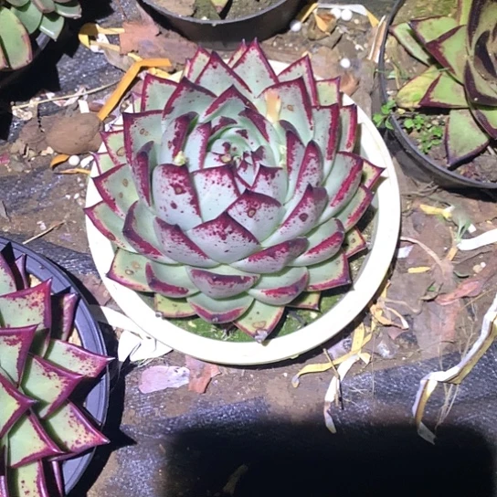 高*美肉特价活动开始啦