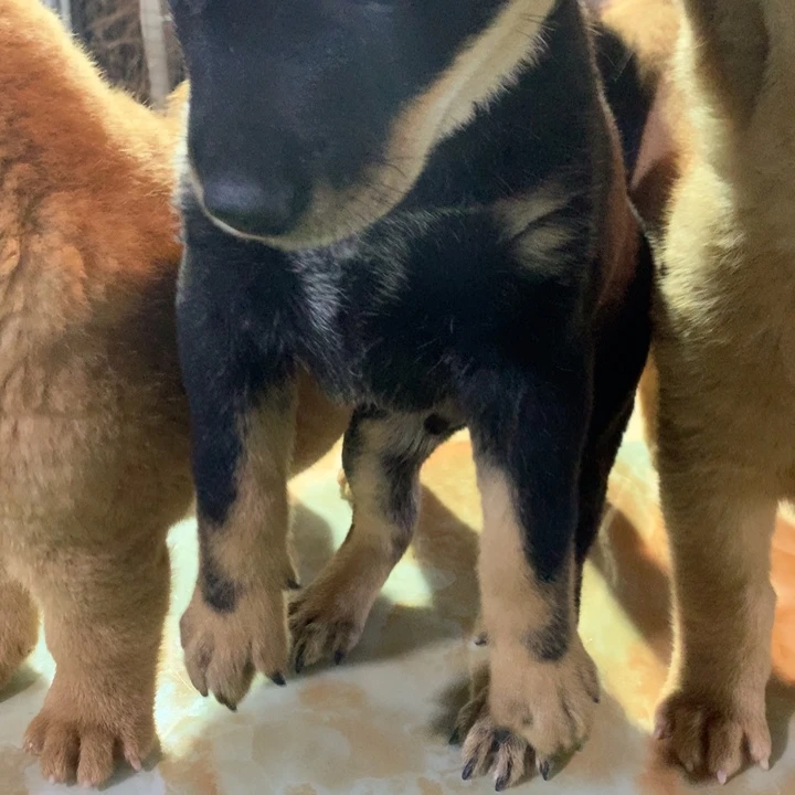 亿***赁可爱的四眼 中华田园犬