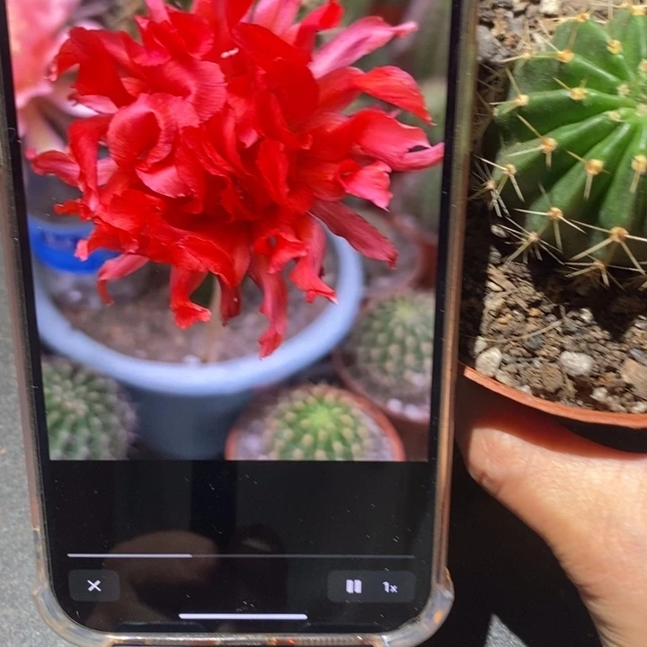 香香红卷卷带根5公分左右