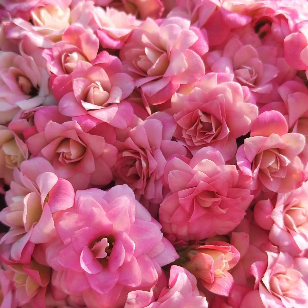 【璎珞】80小盆粉色重瓣大花长寿花