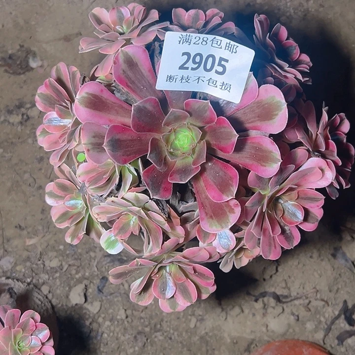 2905美杜莎多肉植物