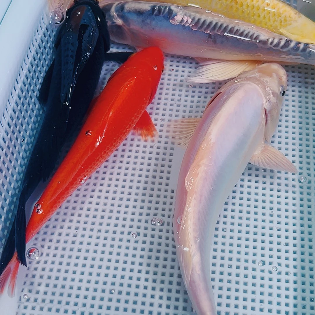 锦鲤锦鲤冷水鱼观赏鱼