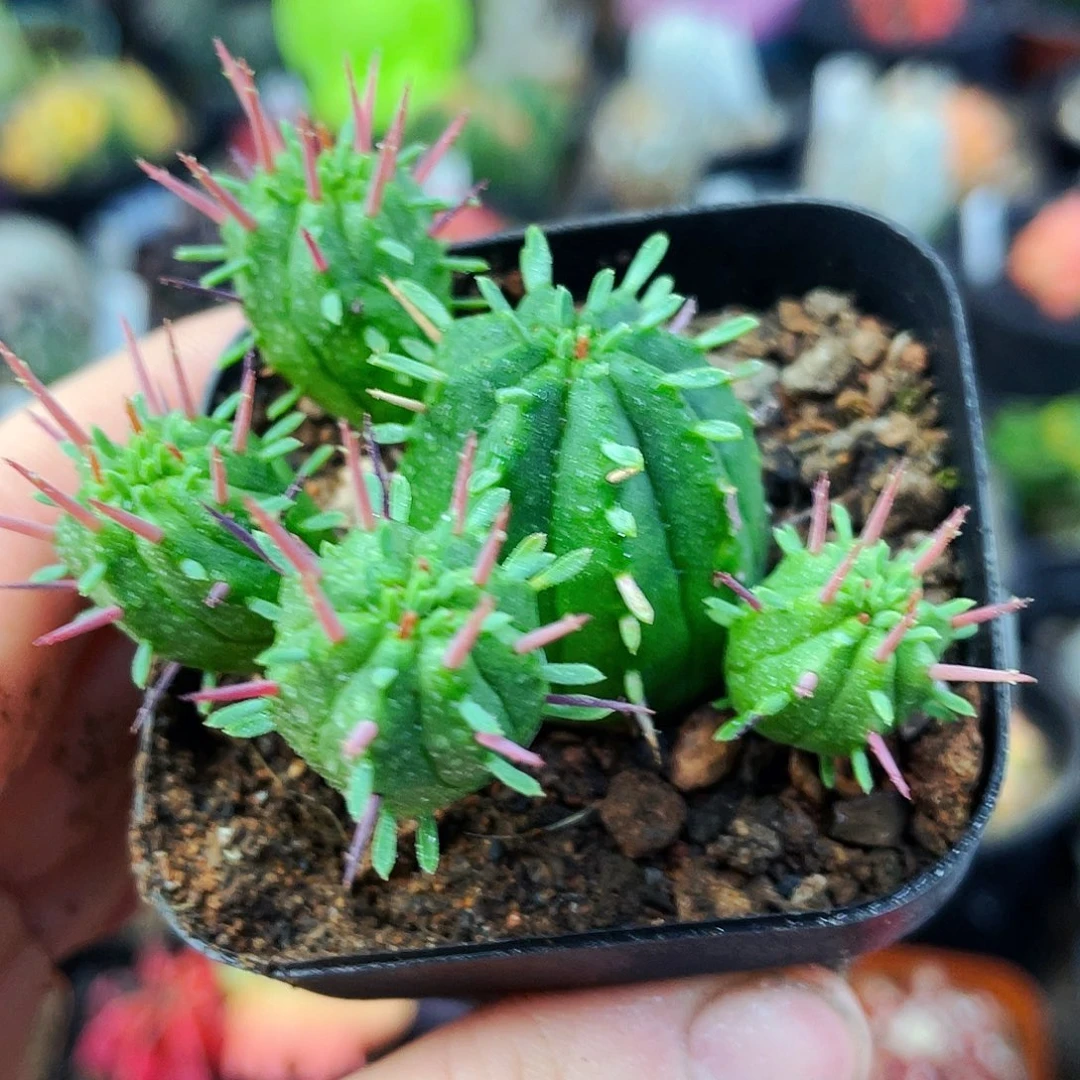 火麒麟非偏远地区满25包邮仙人球