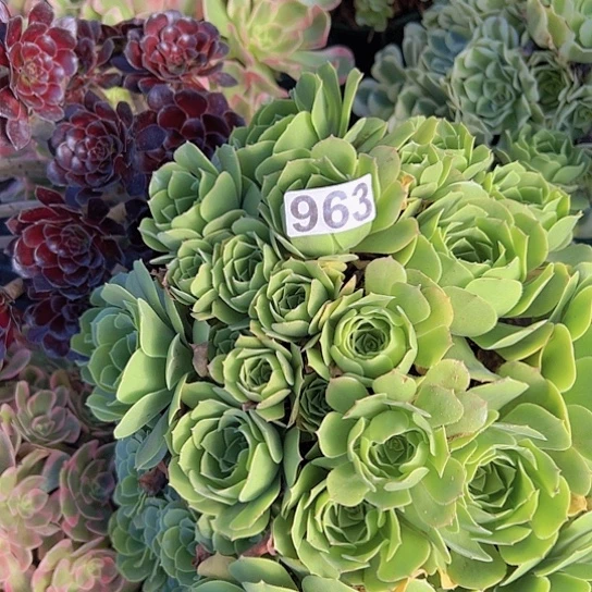璐***、多肉植物一个绿玫瑰