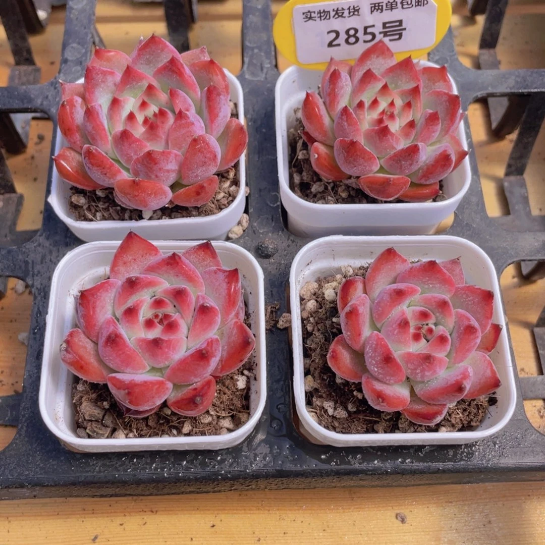 285号 原始卡罗拉单头一个