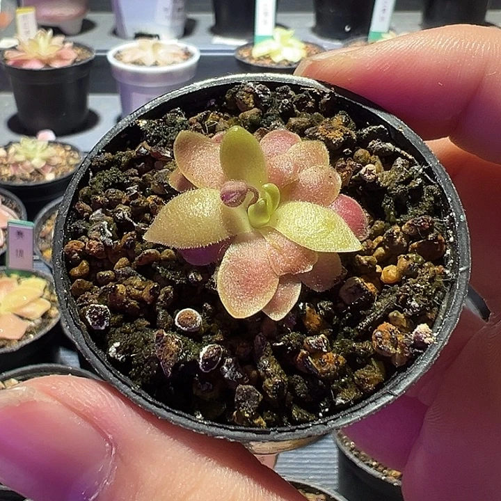 无花朵捕虫堇脱土发马尔恰诺5103