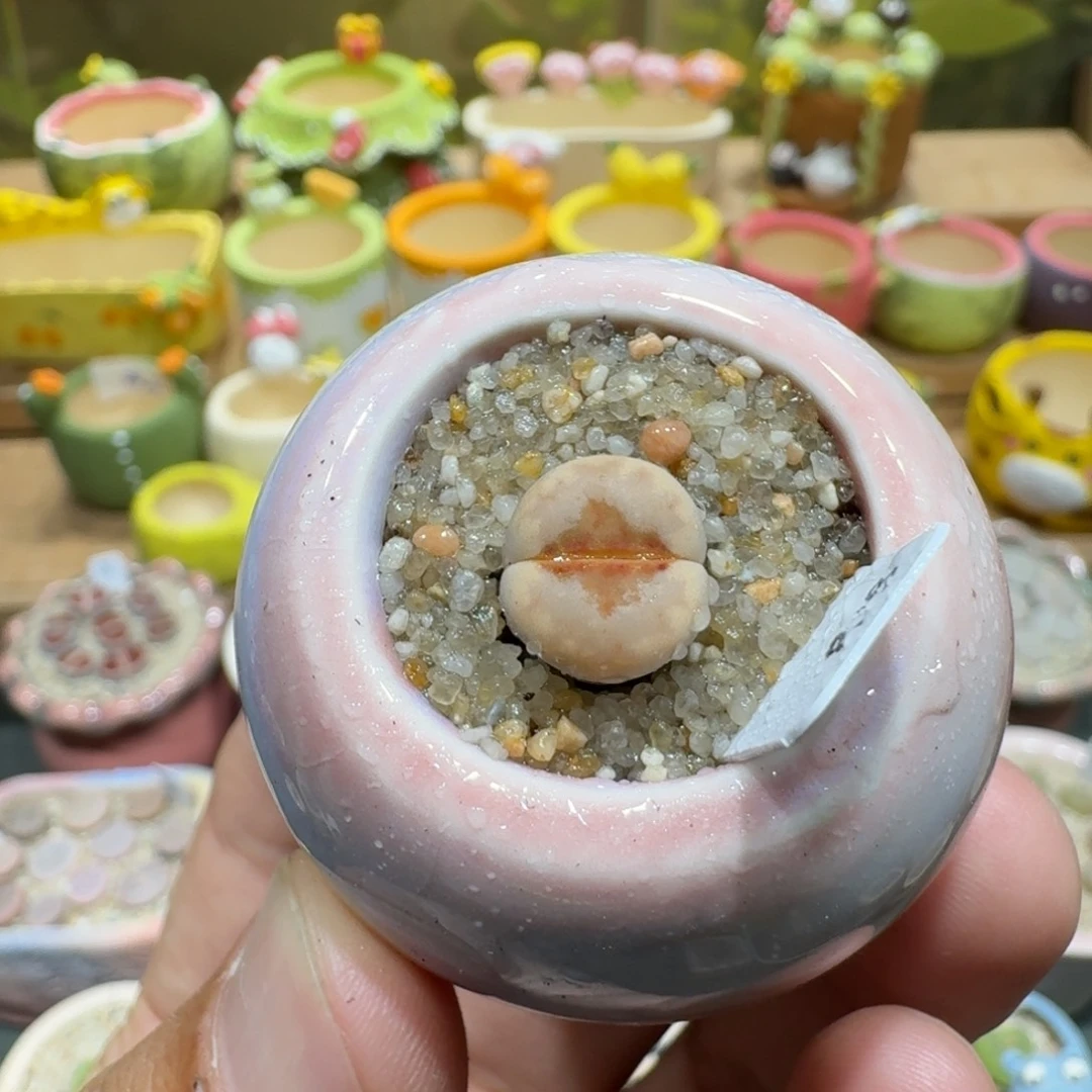 蘑菇1091热唇多肉植物
