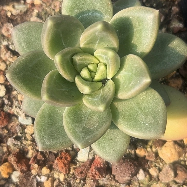 美人单头特价福利美人