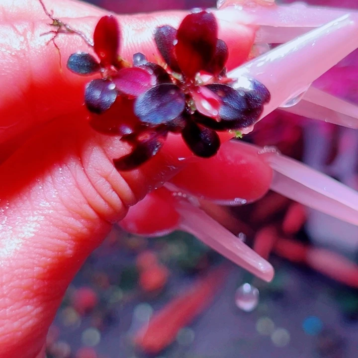 福利24号福利价植物一头