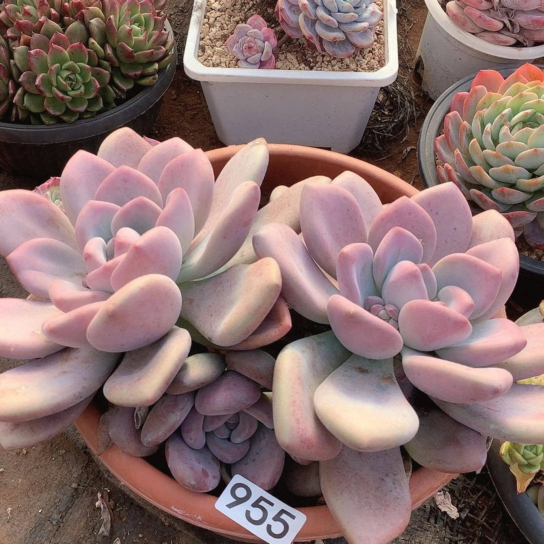 955奥普一物一拍多肉