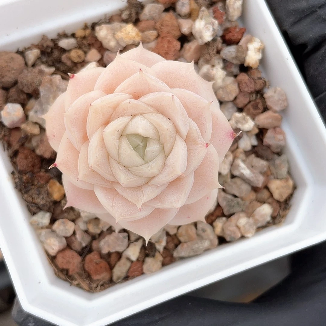 优选麦秆精品1019