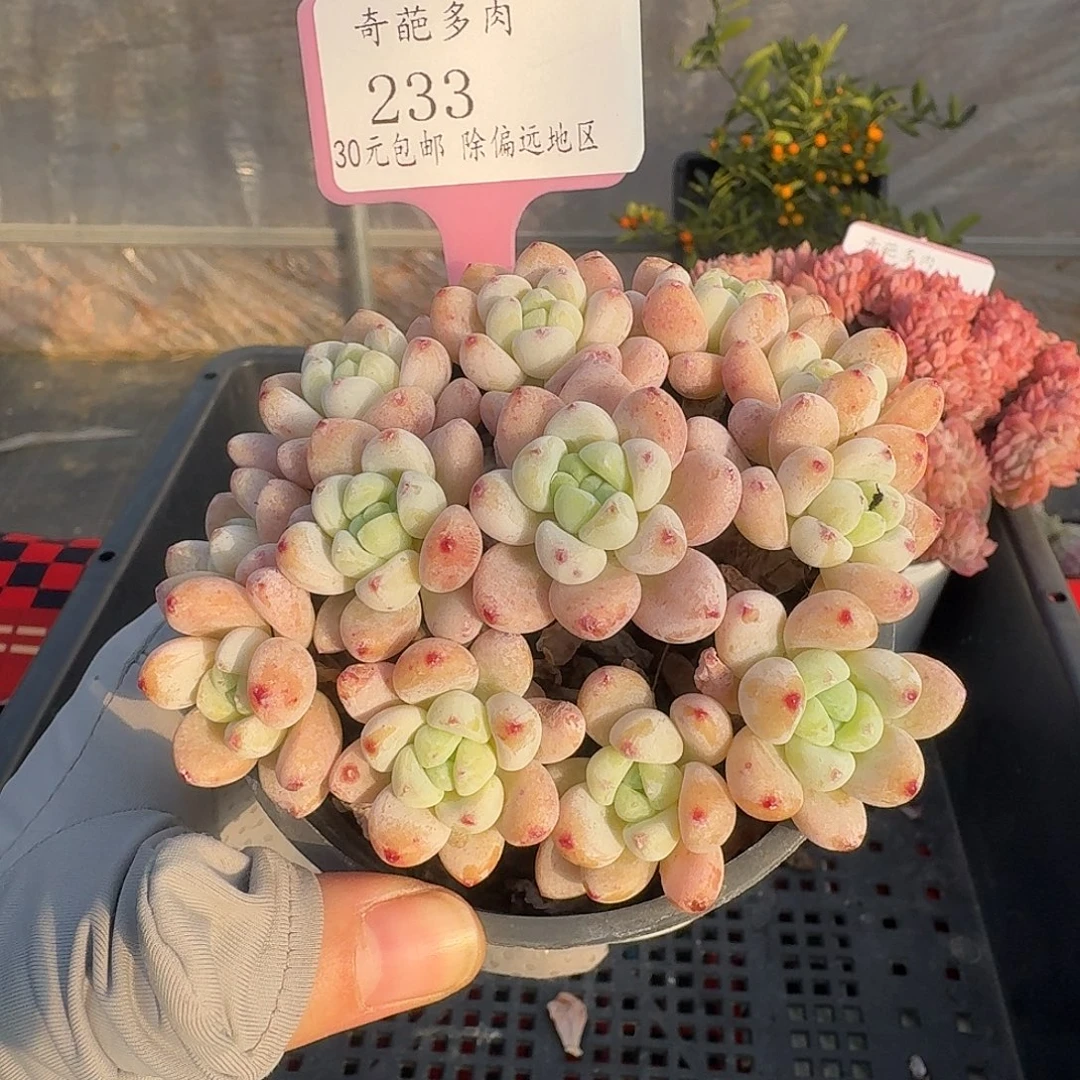 233 脱土 一物一拍 不包整
