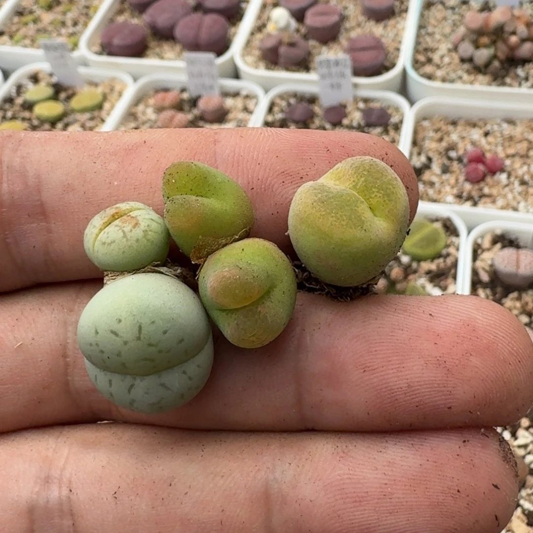 碎***冰G384绿灵耀毛汗尼翠光
