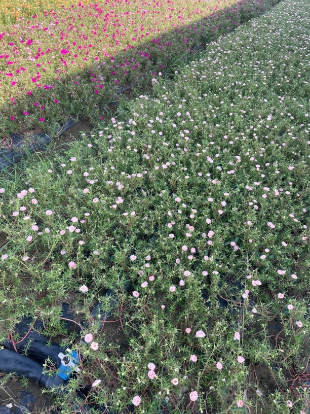 七彩重瓣太阳花苗带花苞发货宿根盆栽好养耐热