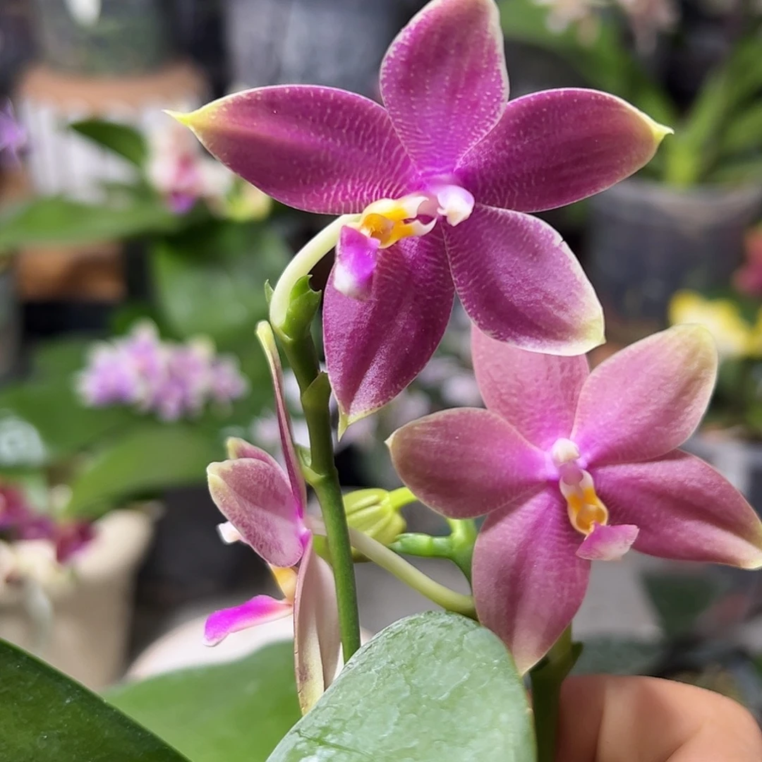 大部分开放少量花苞蝴蝶兰快乐龙实生2.5