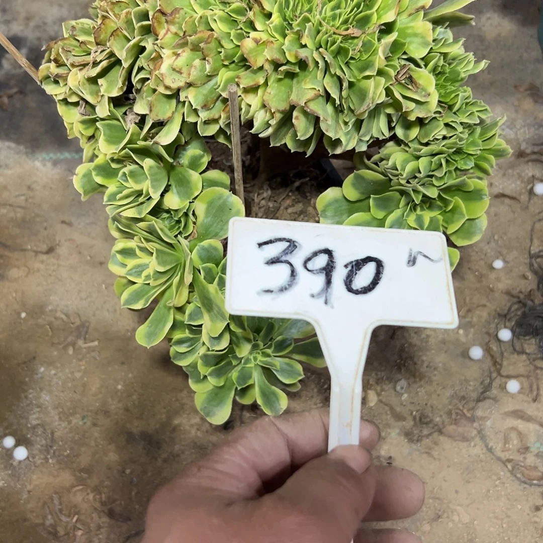 多肉植物绿豆沙缀花390