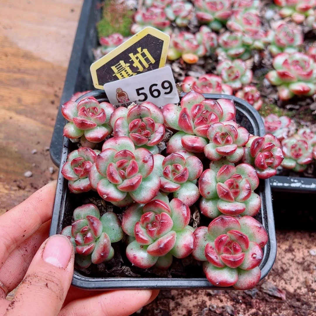 多肉植物多肉植物