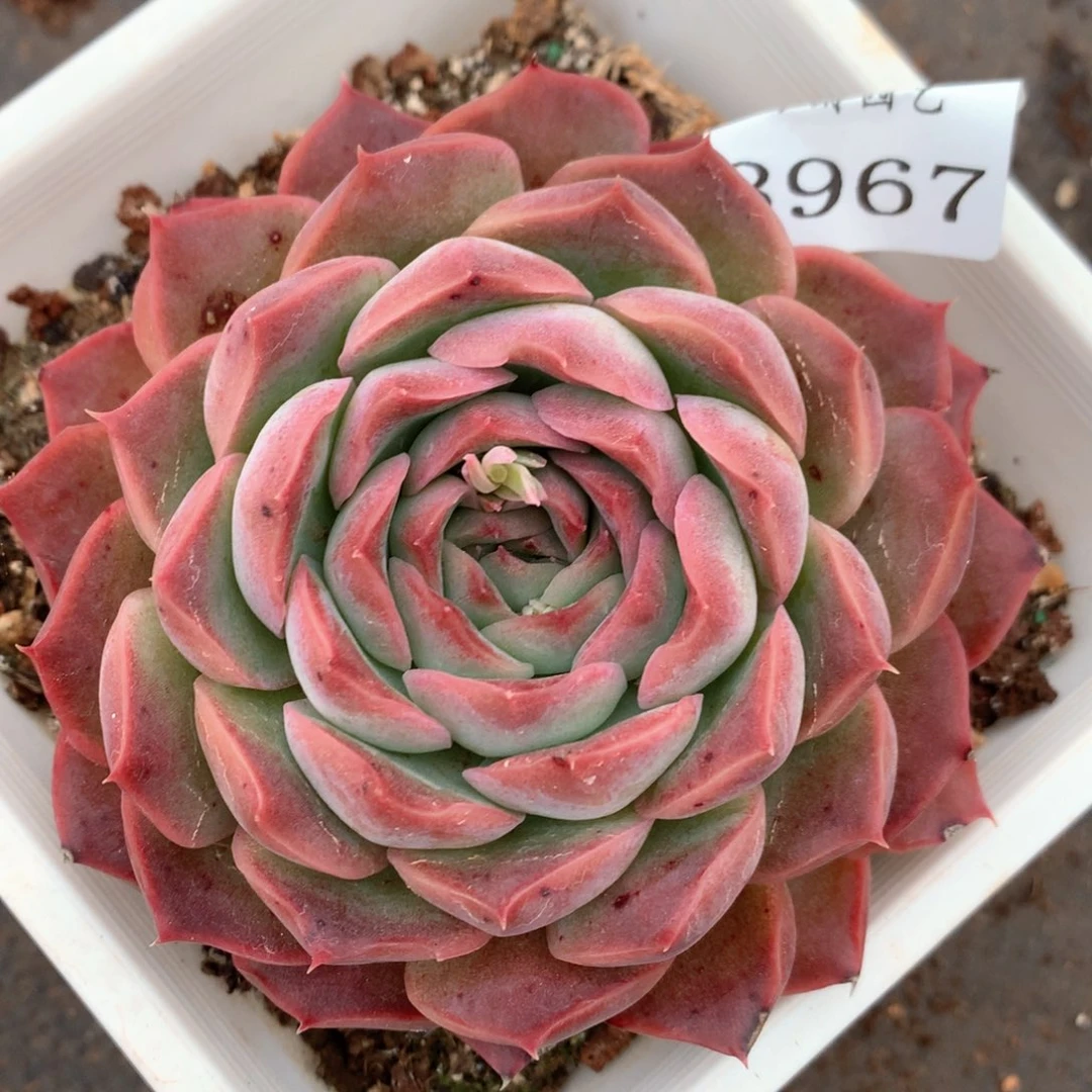 3967有叶伤杂交多肉