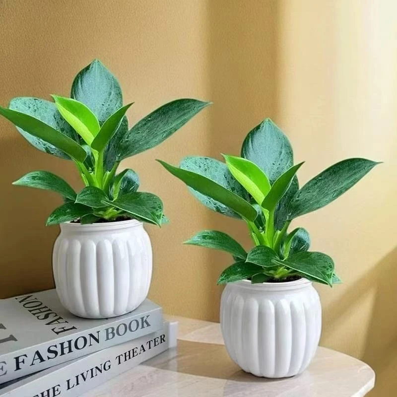 金钻【2盆装】金钻盆栽室内绿植办公室客厅四季常青土培