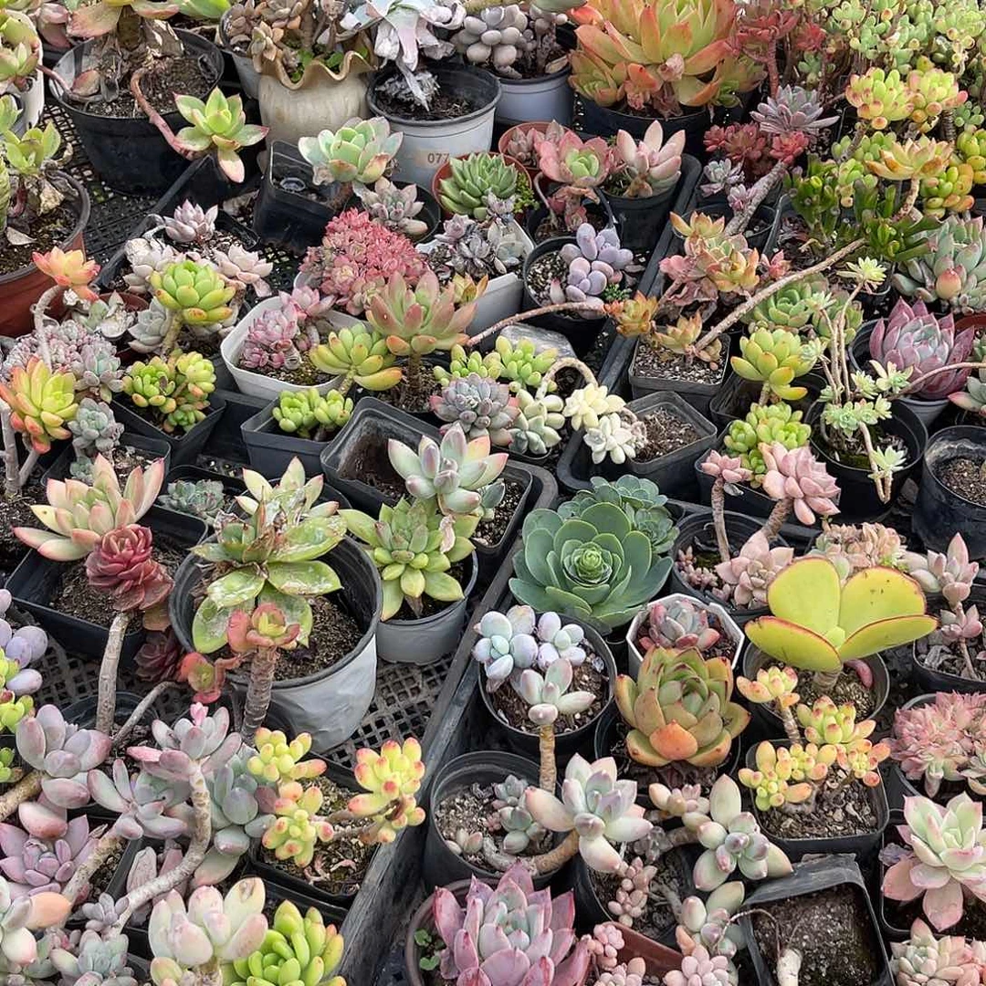 用****41111111111111111