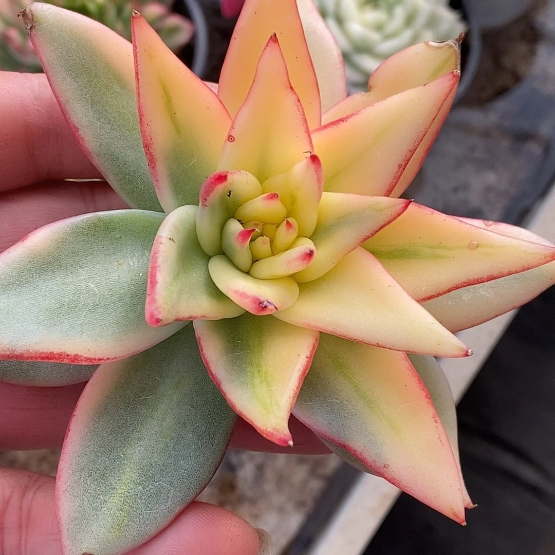 704头盖哈哈哈哈哈