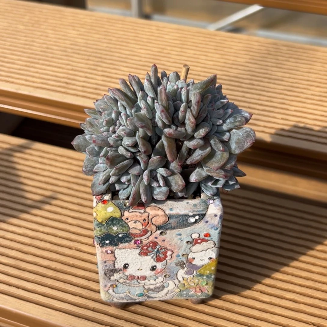 ?****?灵灵专拍星影朵朵缀