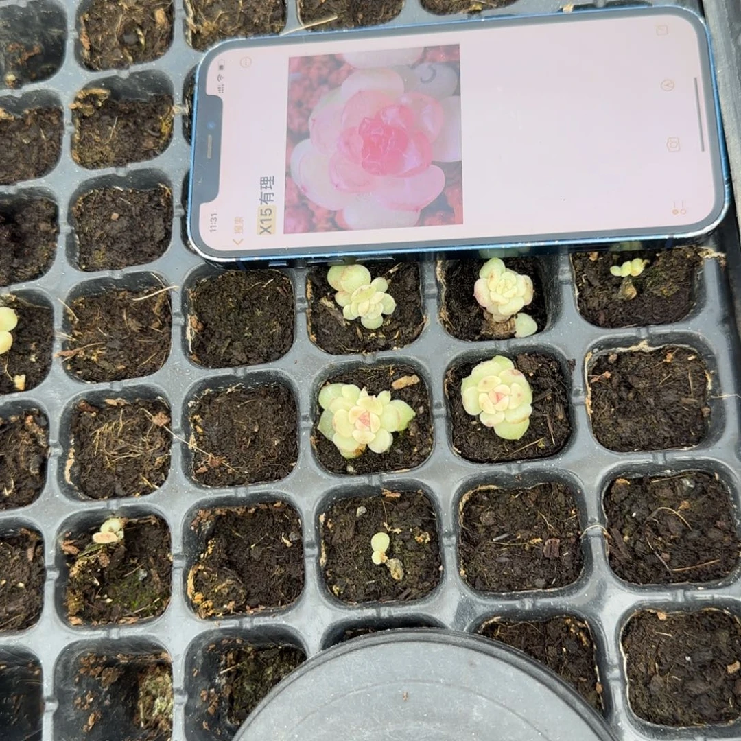 X15 大一点穴一个满25包邮