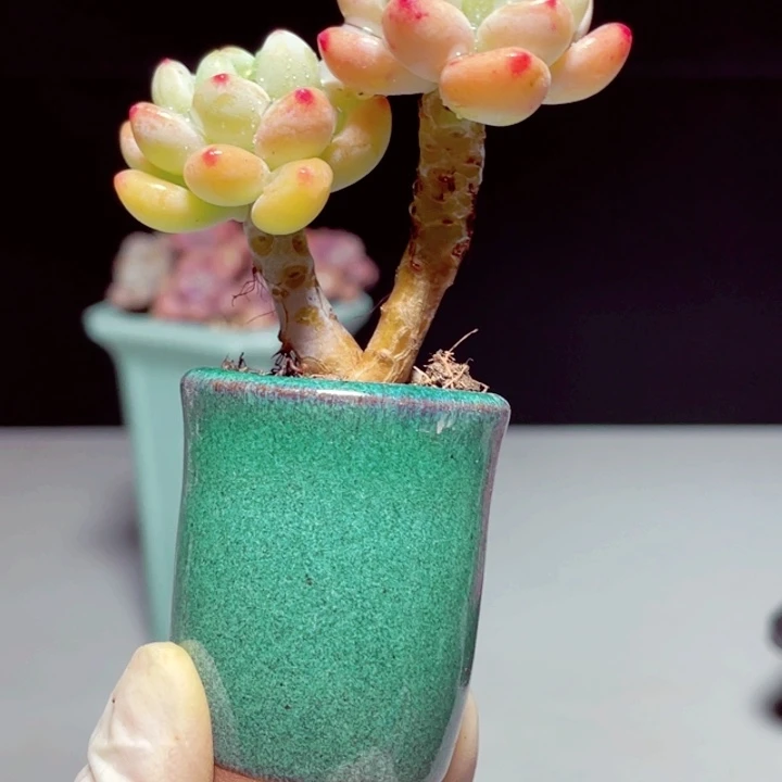 罗琦样品1颗带陶瓷盆发货