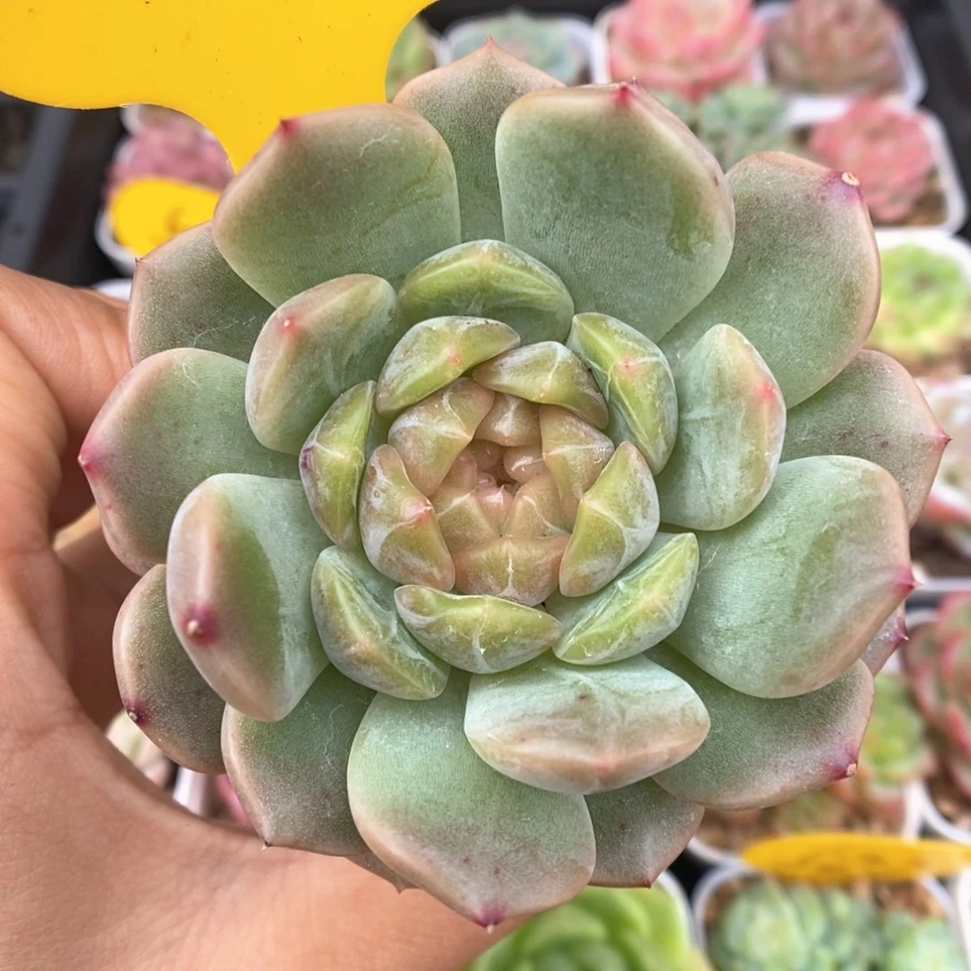 油透珍妮可拍3178号