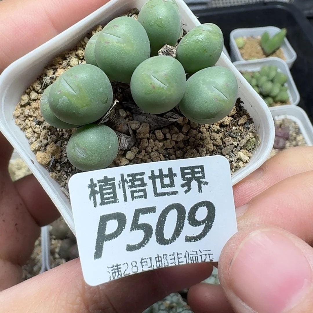 王****多肉植物的动作gbnm