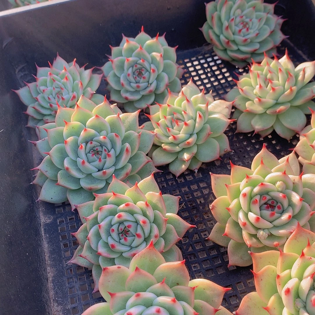 托斯卡内力456789900000