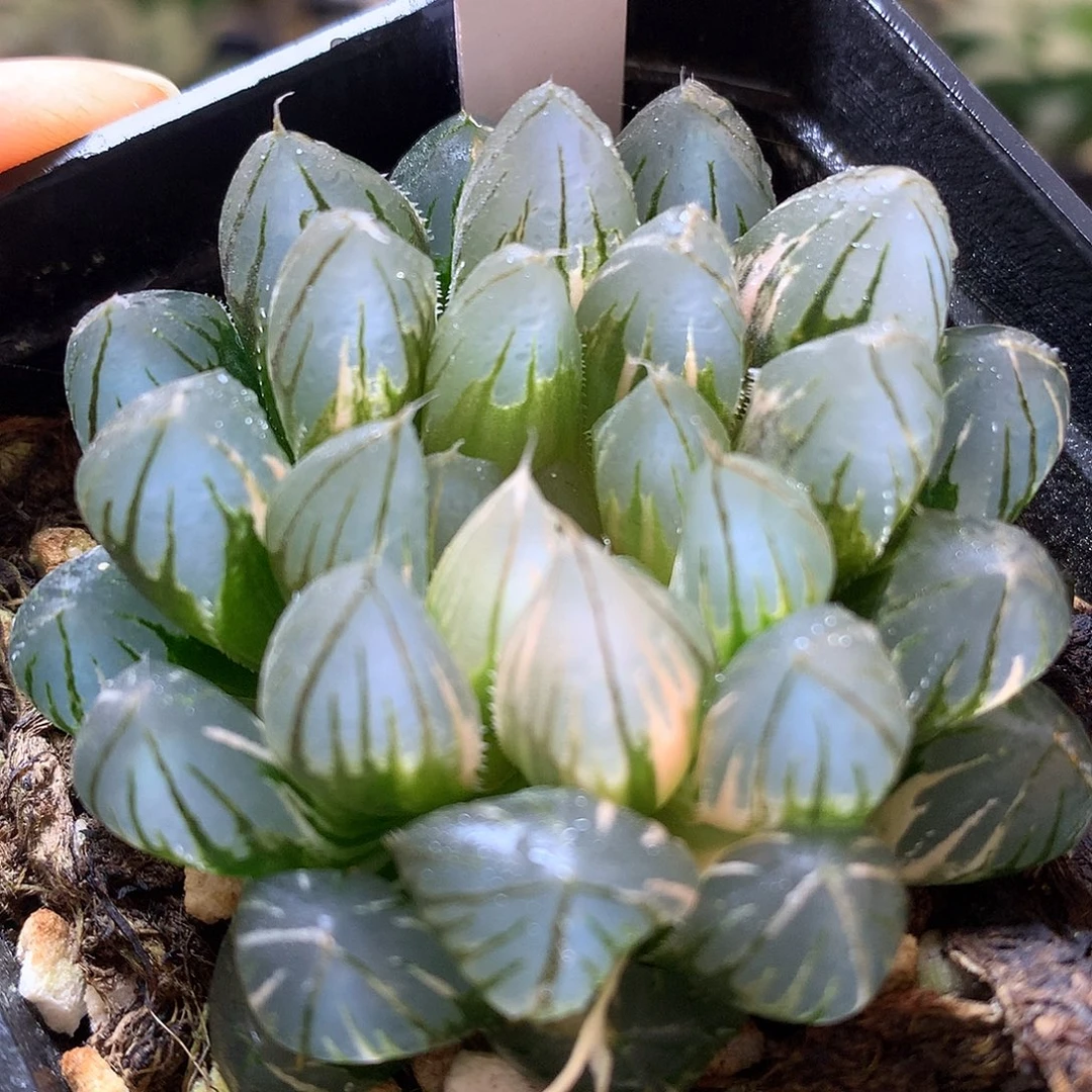 霓虹灯玉露锦带盆土发货tl