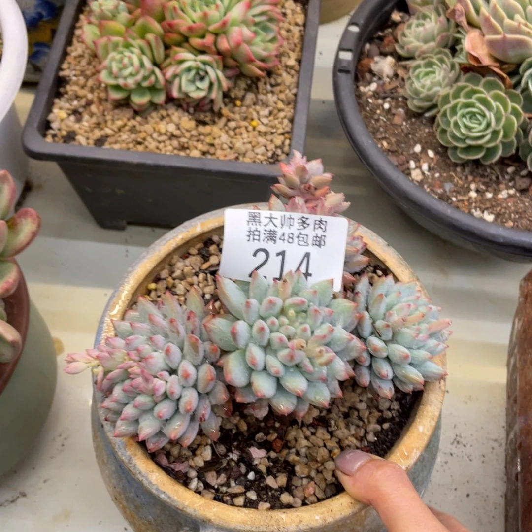 黑大帅多肉214女王