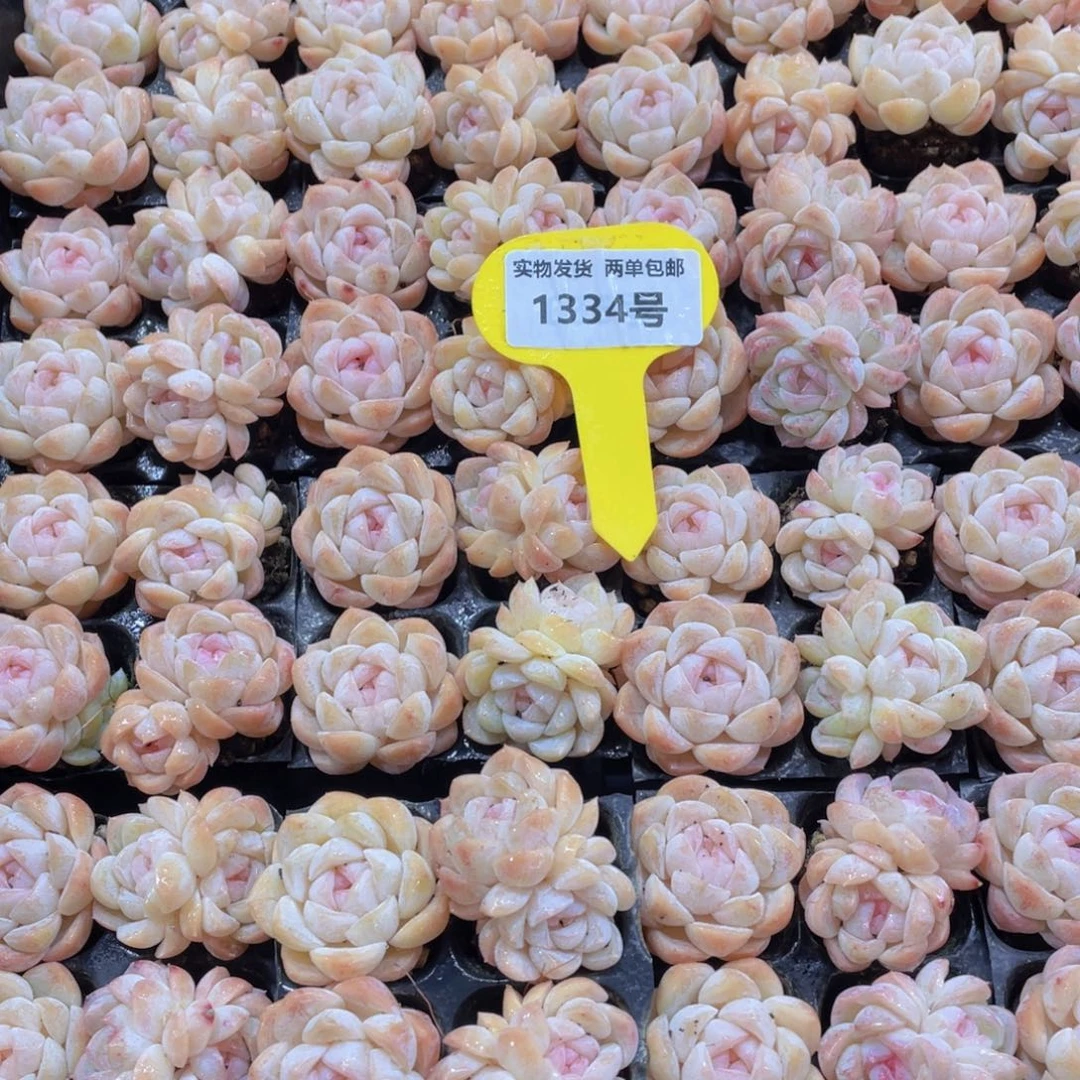 1334号 精品糖心白桃汽水四个