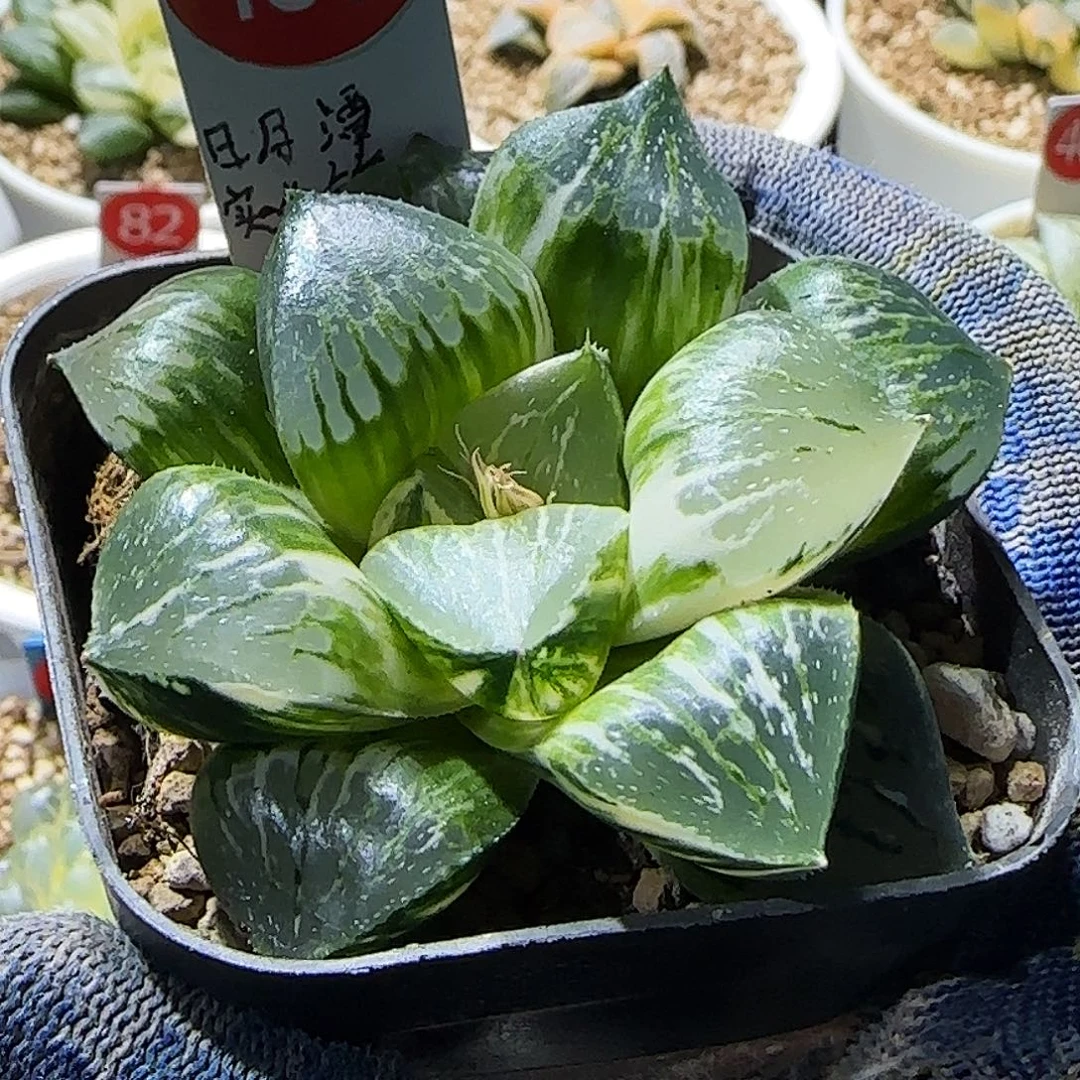 180号日月潭实生锦 7 厘米左右一物一拍带盆发货