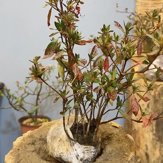 用****3杜鹃花海红颜红颜艳颜