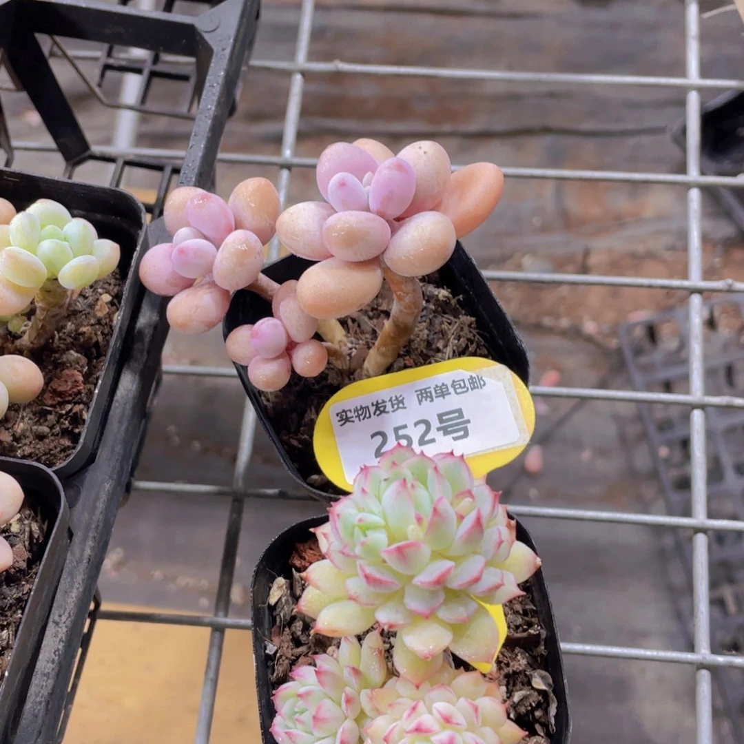 252号老桩小乔加桃蛋