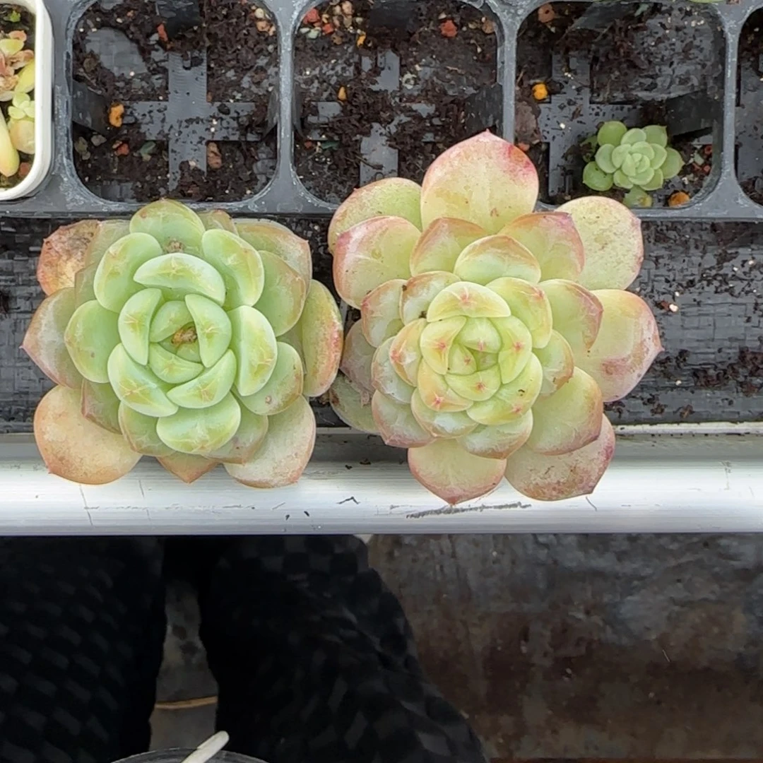 P66 盆4床一个满25包邮