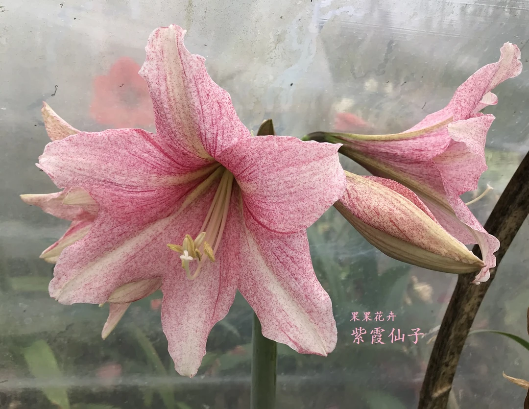 【紫霞仙子】果果花卉自培育麻点朱顶红国产基地现挖新鲜自然球